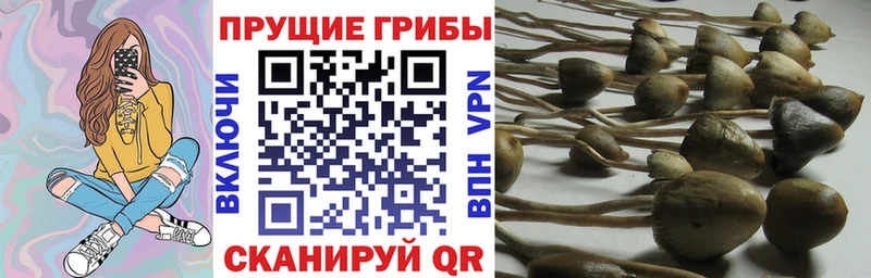 Псилоцибиновые грибы Cubensis  купить  сайты  Емва 